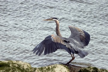 great blue heron