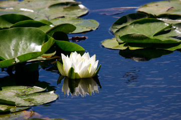 water lily