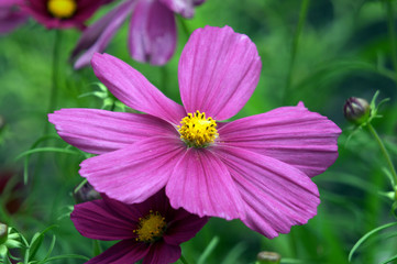 Obraz premium purple