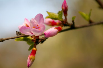 cherry twig blossom