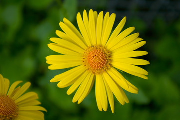 yellow camomile