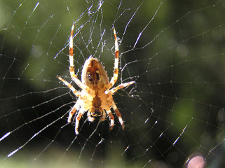 0082n-araign&eacute;e