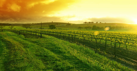 sunrise over the vineyard