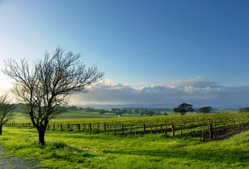 Foto auf Acrylglas Frühling vineyard landscape