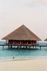 heron by hut at maldives
