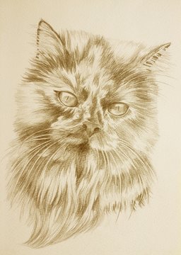 pony unicorn