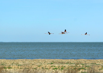 Vol de flamants roses