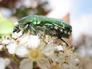 bug's life