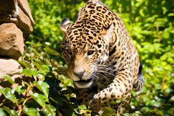 Fototapeta na wymiar jaguar