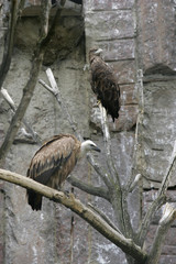 two sagles on branches of a tree