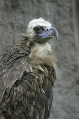 griffin