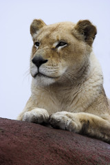 Fototapeta na wymiar lioness on rocks
