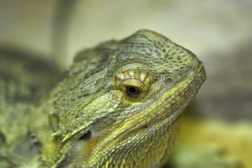 lizard