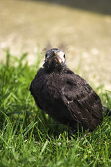 grackle hatchling also known as quiscalus quiscula