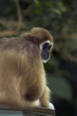 white-handed gibbon