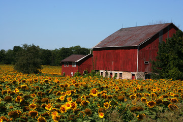 sunflower farm