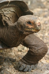 galapagos tortoise