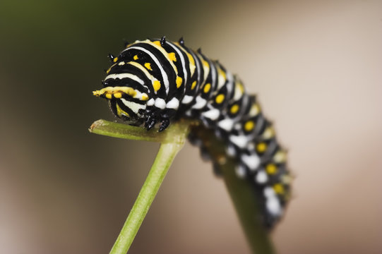 catapillar