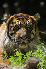 sumatran tiger
