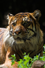 sumatran tiger