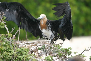 galapagos bird