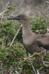 galapagos bird