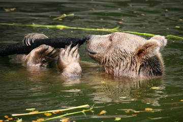 Fototapeta premium braunbär