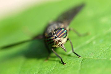 horse fly