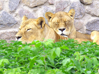 Obraz premium sweet dreams