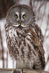 gray owl