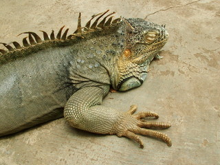 iguane, laos