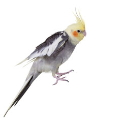 shaking wings