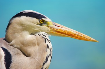 the bird