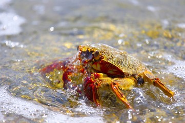 bathing crab