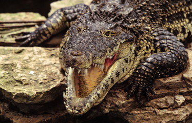 american crocodile