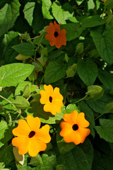 schwarzäugige susanne