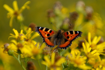 butterfly