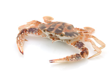 live crab
