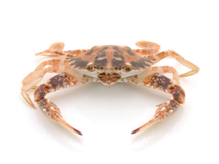 live crab