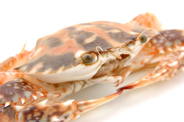 live crab macro