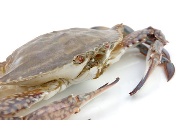 live crab macro
