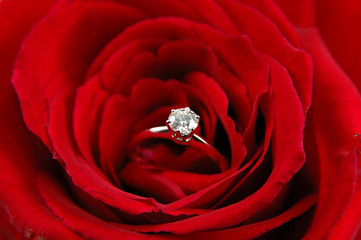 Fototapeta premium engagement ring in red rose