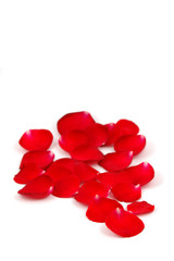 red rose petals with copyspace