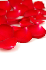 red rose petals with copyspace