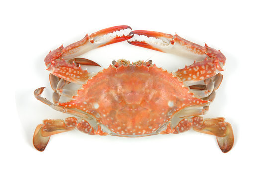 boiled crab