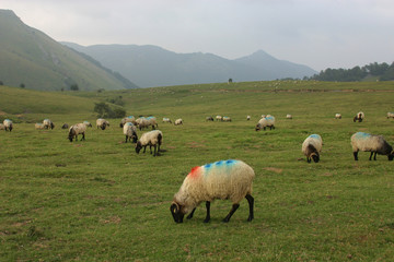 Fototapeta premium schafe in den pyrenäen