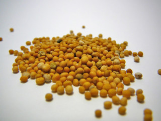 pile of grains of mustard seed - 1099967