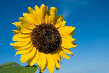bright yellow sunflower