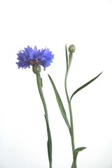 cornflower and burgeon