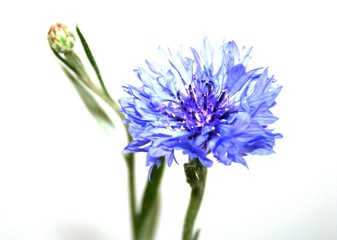 cornflower with burgeon
